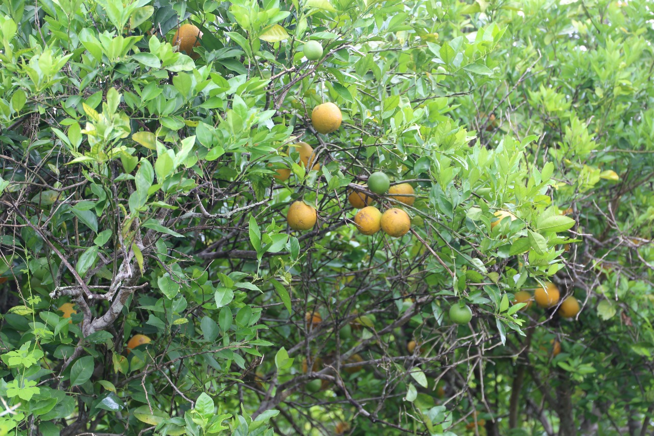 la-naranja-que-se-consume-en-el-pais%252c-proviene-de-veracruz-2