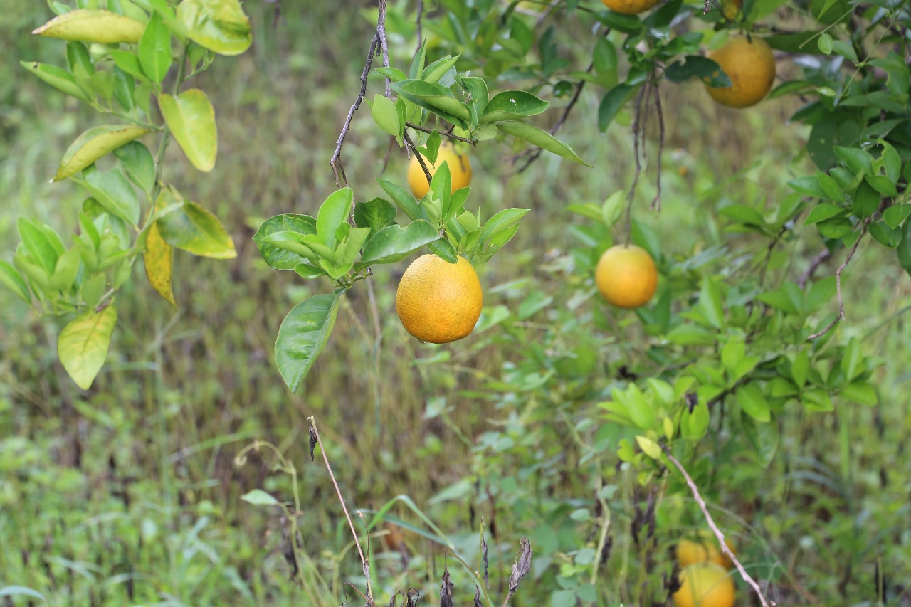 la-naranja-que-se-consume-en-el-pais%252c-proviene-de-veracruz-4