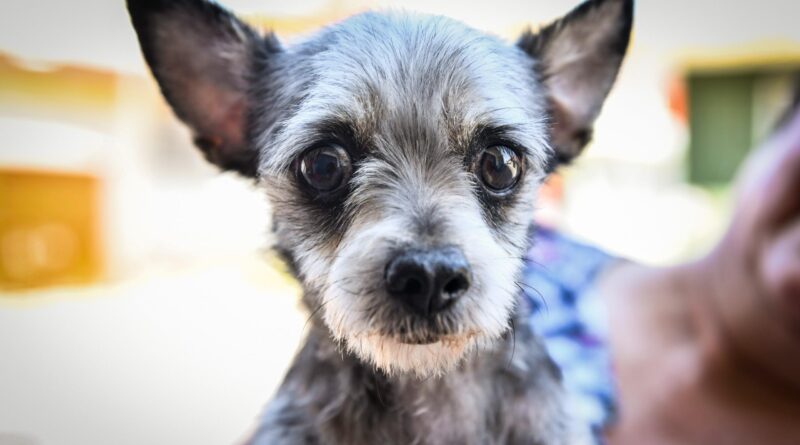 Impulsa Ayuntamiento de Xalapa el bienestar animal